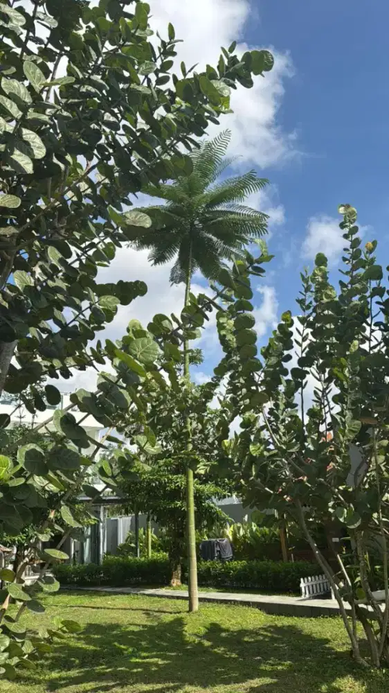 ART wanita Pulang Pergi