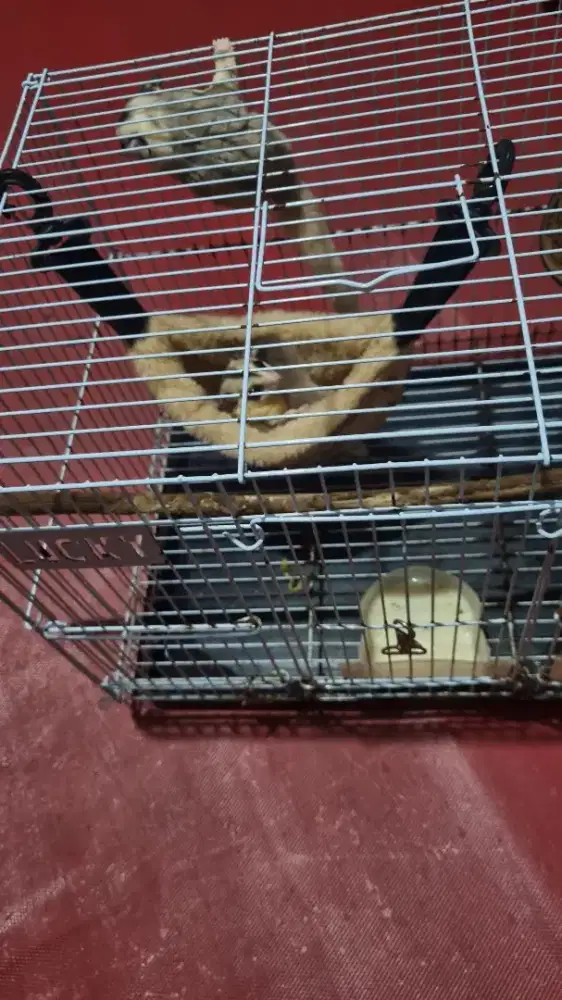 Dijual Sugar Glider White Face Sepasang + 1 anak - jinak & sehat