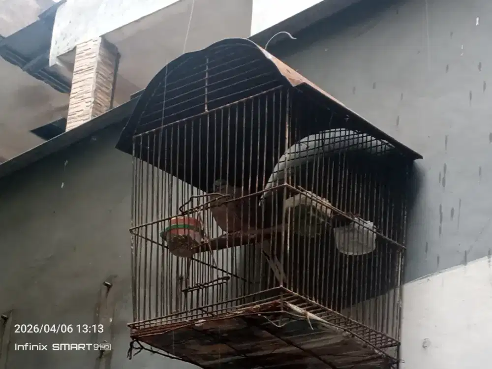 Burung tekukur kuk 2 sehat