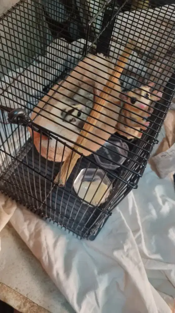 Dijual Sepasang Sugar Glider white face betina × mozaik jantan Jinak