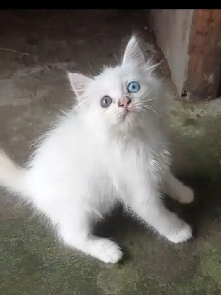 Kitten odd eye 2.5bln