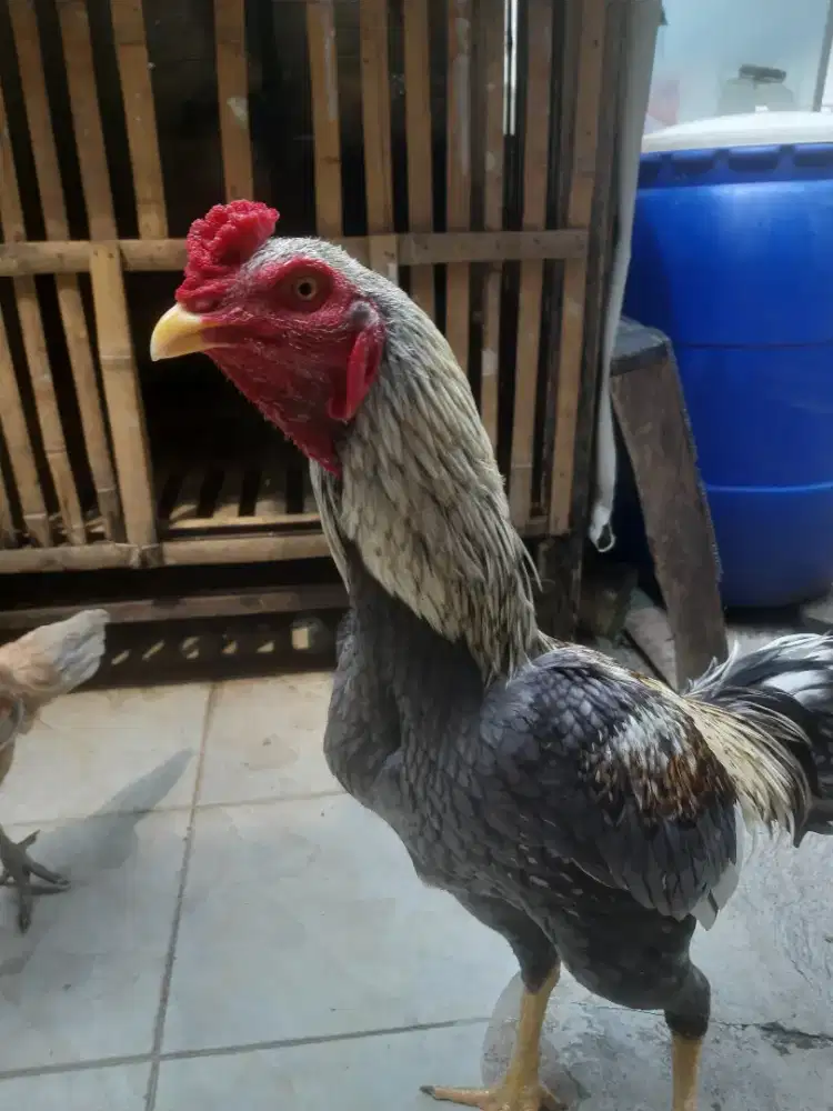 Ayam BANGKOK birma Garage