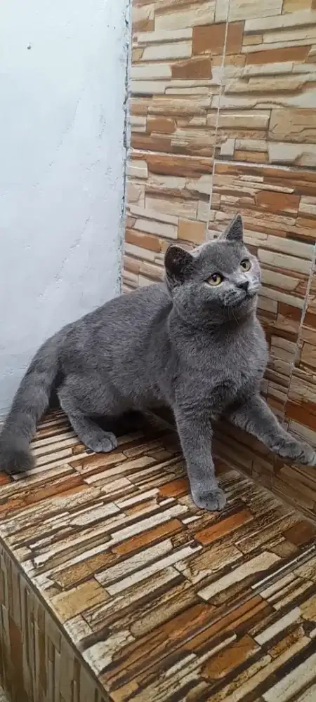 British shorthair Betina
