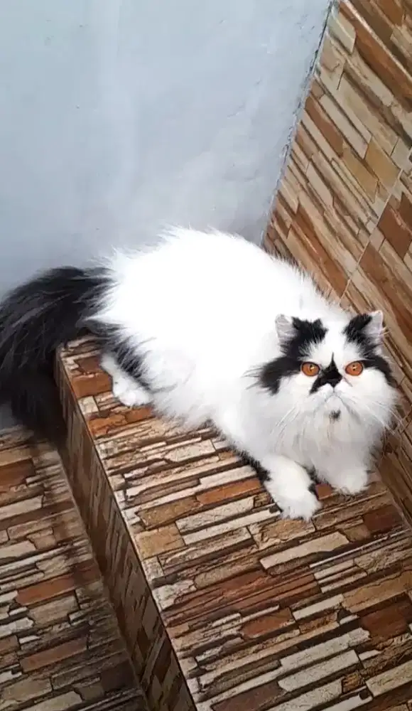 Persia Peaknose Betina