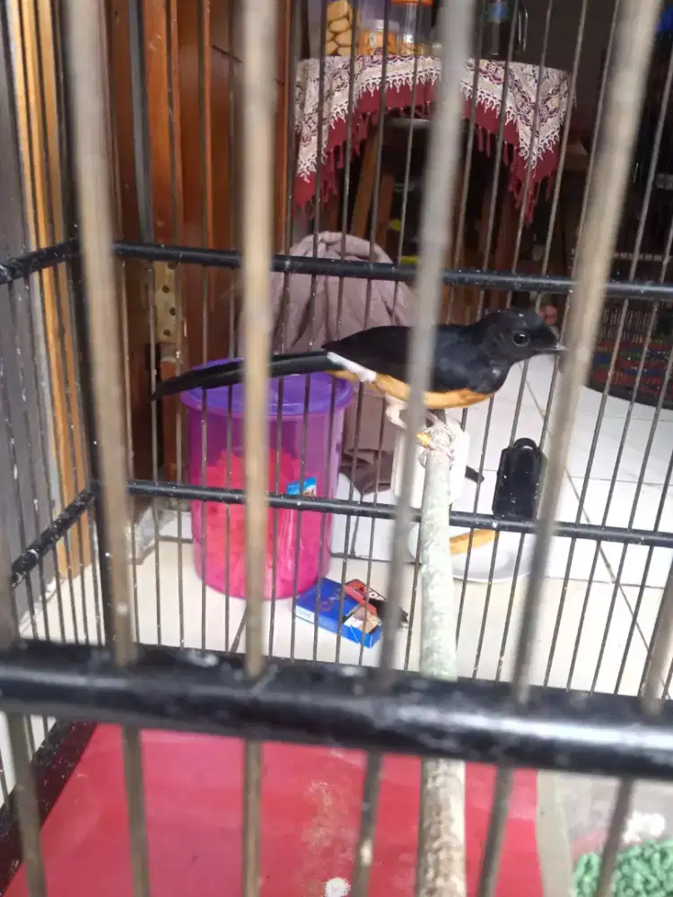 burung murai Medan blorok