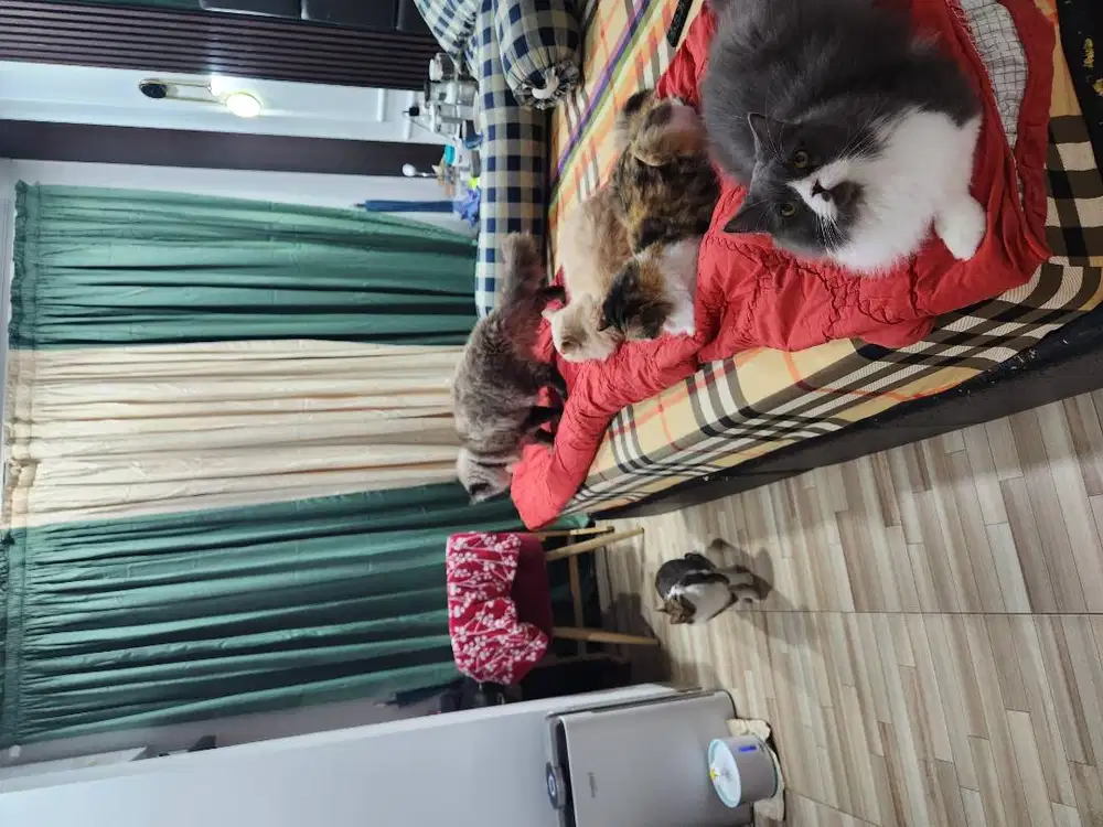 Pembantu Rumah Tangga Wanita Menginap