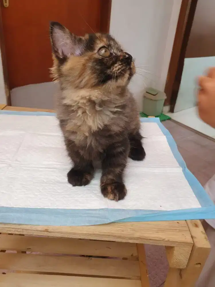 KUCING MUNCHKIN CEBOL BETINA USIA 5 BULAN