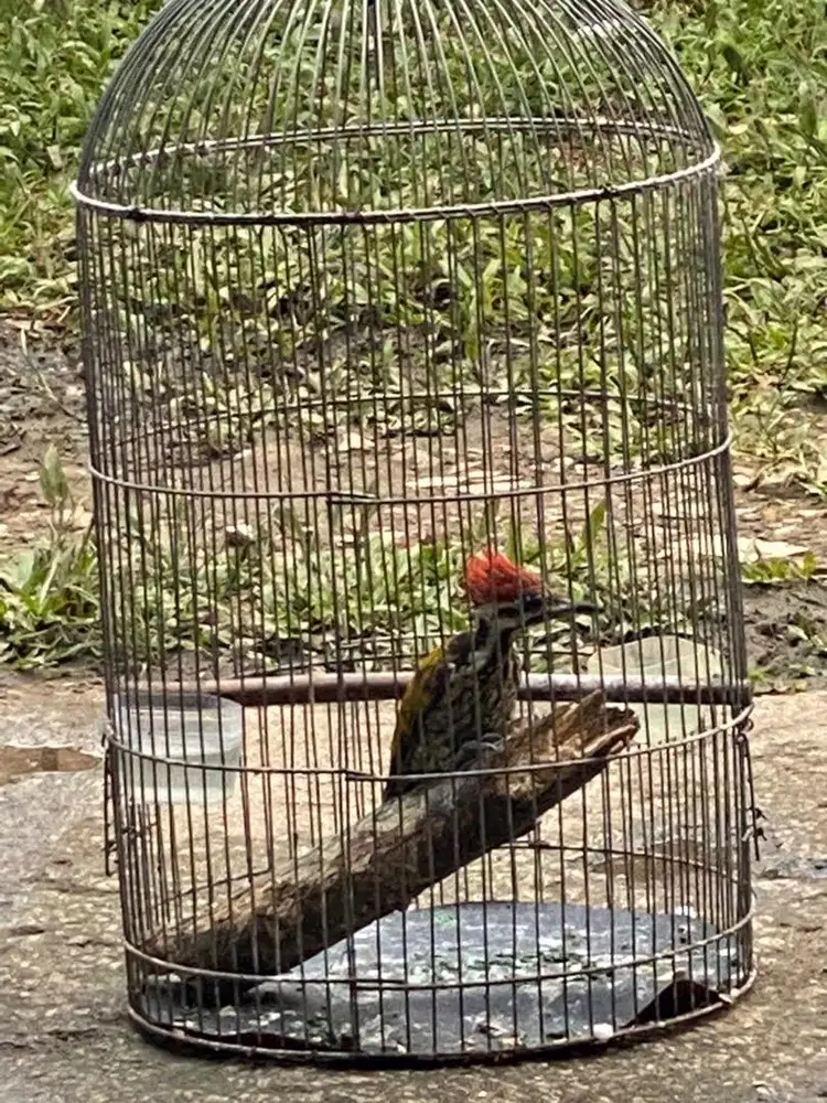 Pelatuk Bawang bunyi