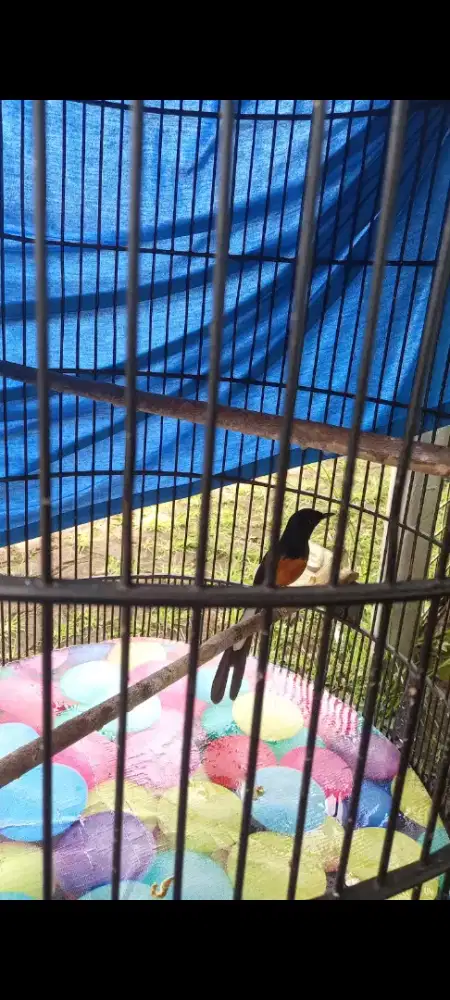 Murai juara buat yg paham aja