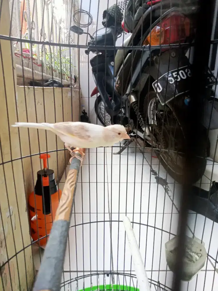 Kenari panda moka jantan