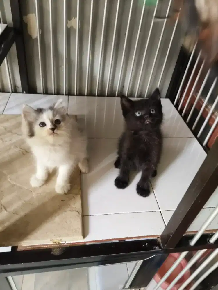 Persia sepasang 2,5 bulan