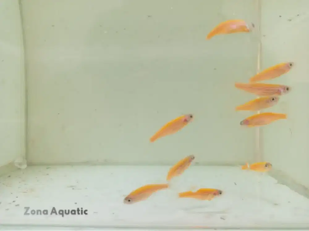 Ikan Hias Zebra Kuning / Zebra Danio