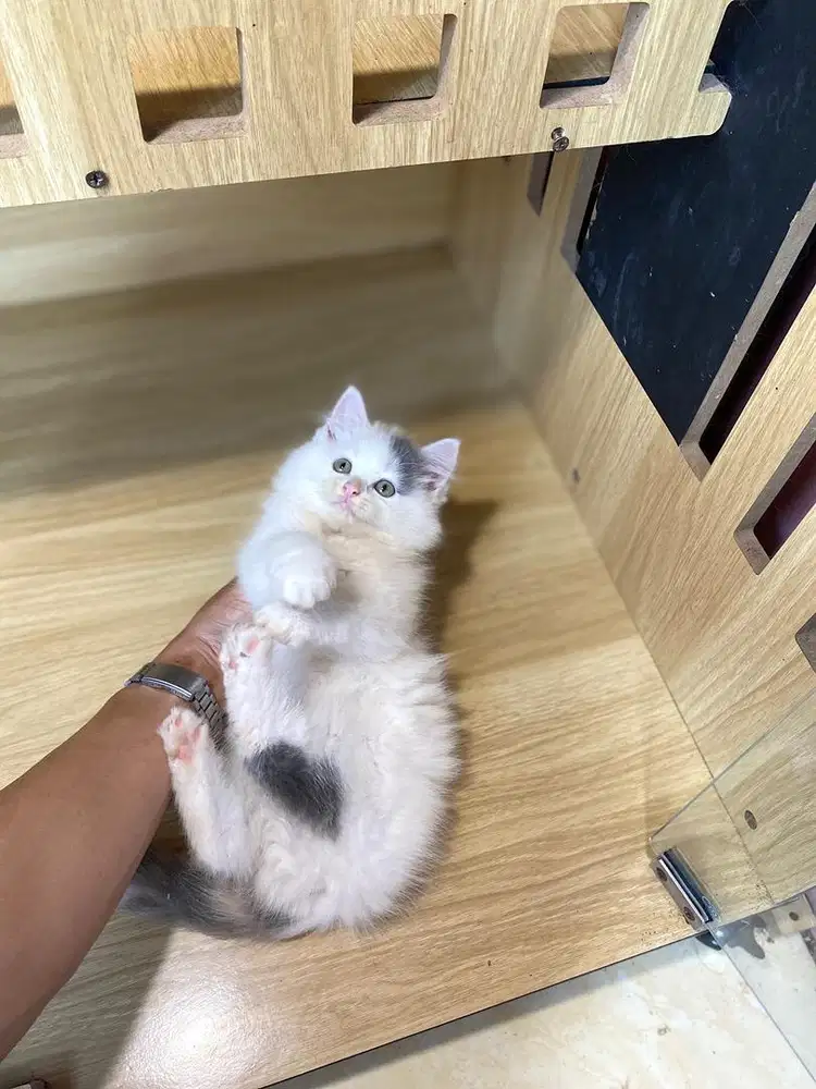 calico dilute 2 ekor gembul