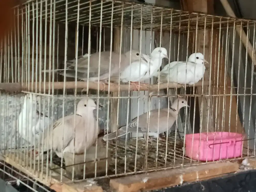 Ternak burung puter blorok dan brenggolo