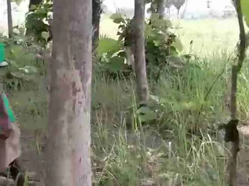 Tanah EX Peternakan Ayam di Karangab Tunggunjagir Mantup Lamongan