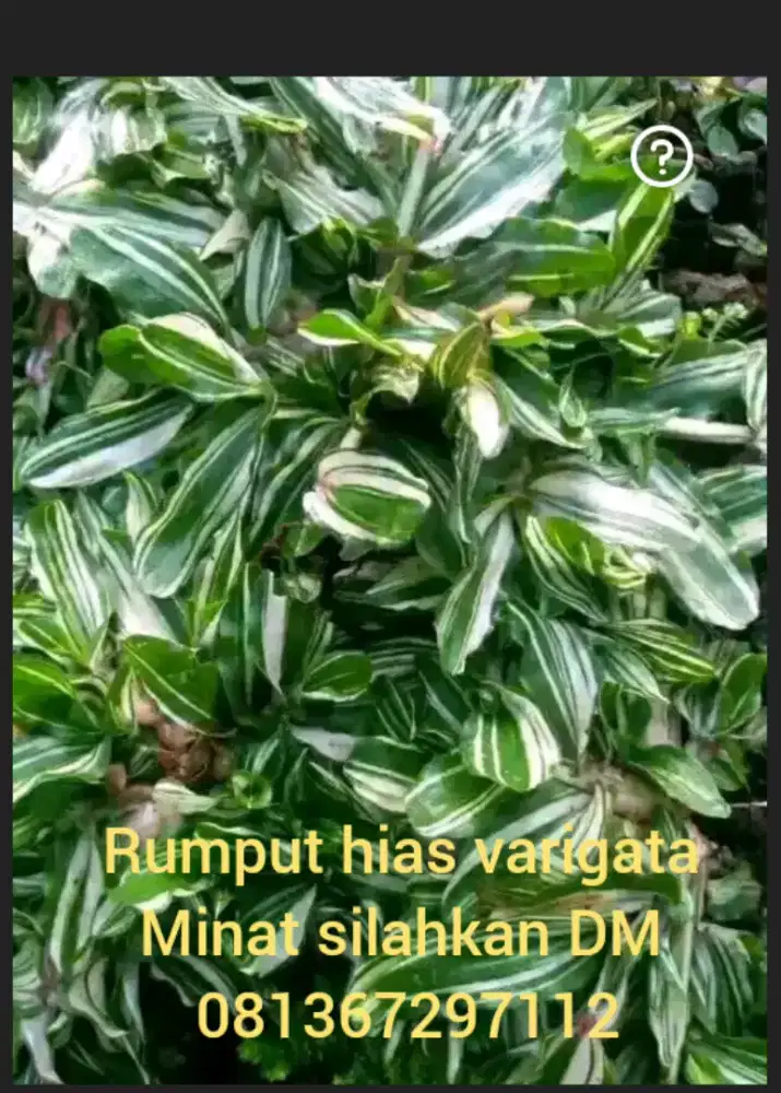 Jual rumput hias varigata