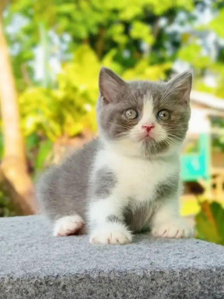 Kitten BSH bico blue