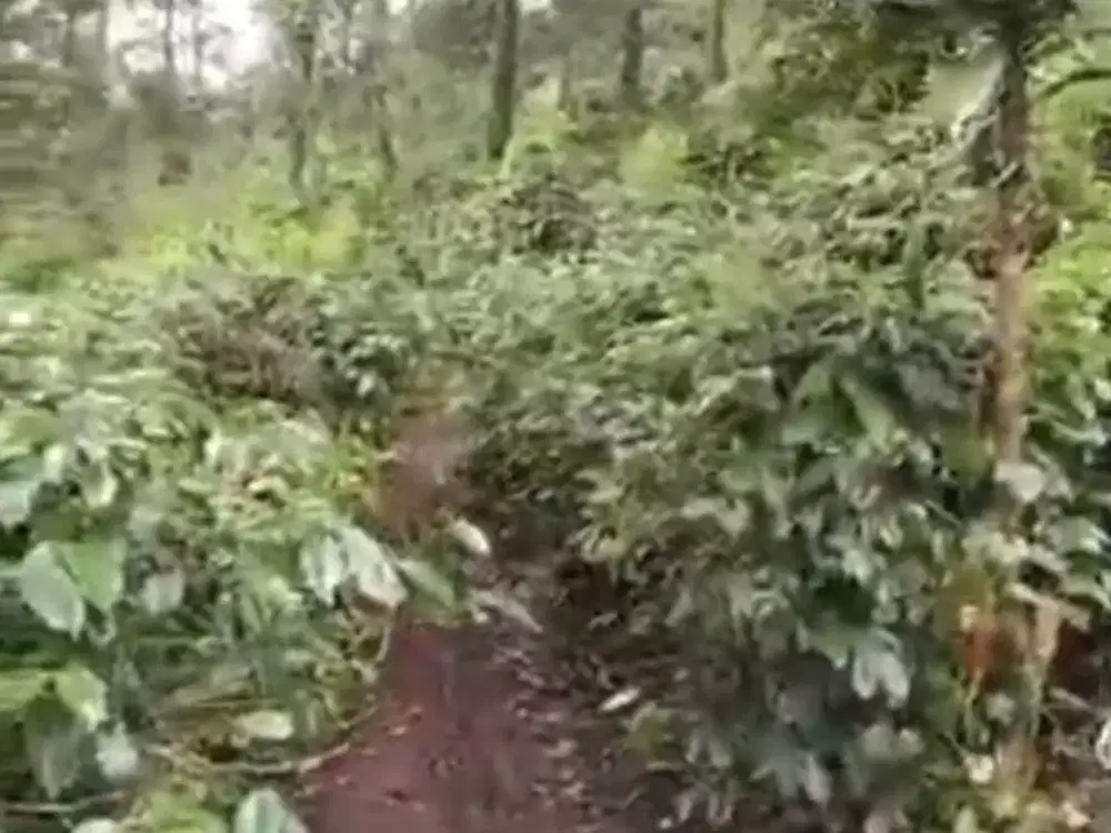 Kebun Kopi Luas di Gambung Ciwidey