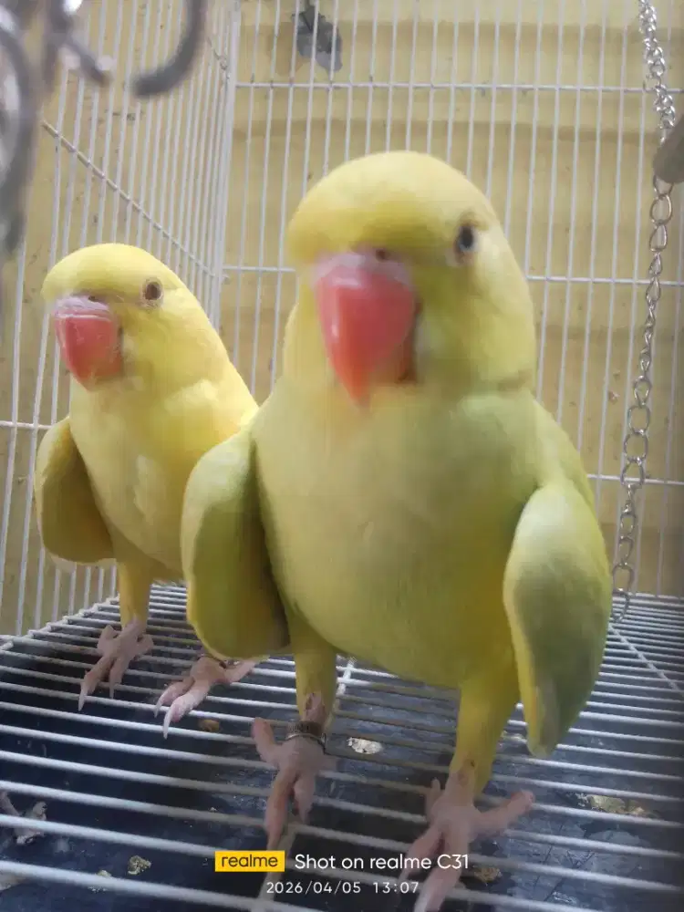 Burung Indian ringneck
