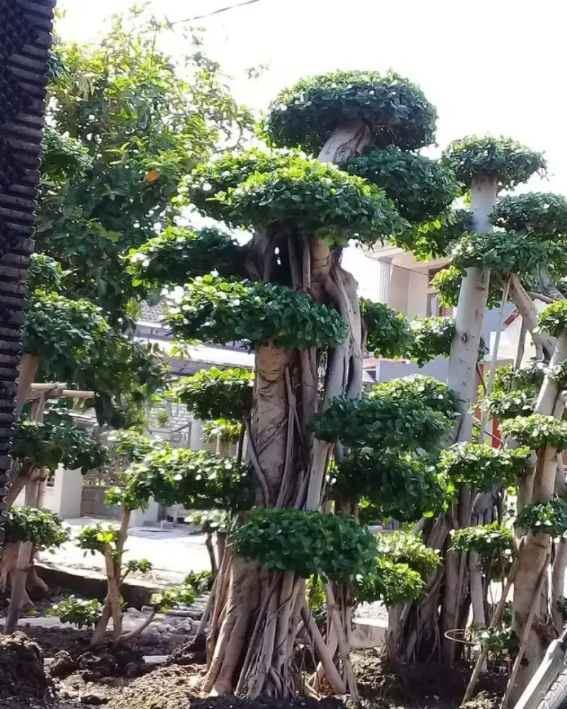 Pohon bonsai anting putri bonsai beringin korea bonsai salju dll