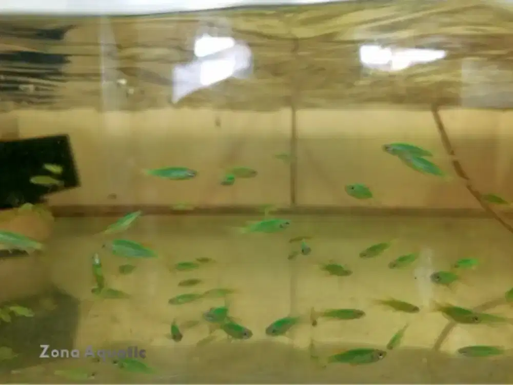 Ikan Hias Zebra Hijau Slayer / Zebra Danio