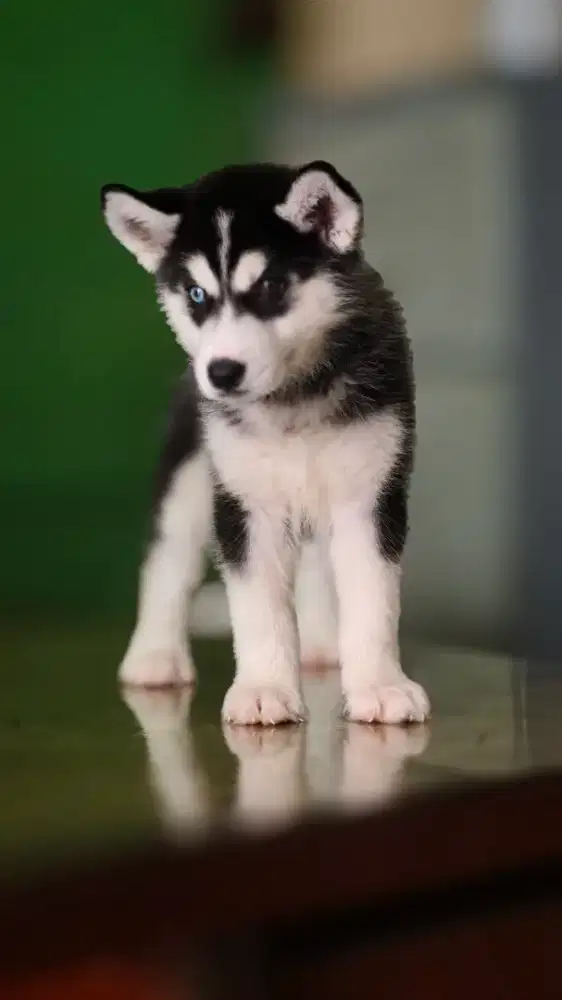 Husky umur 2 bulan lebih, mata flip flop