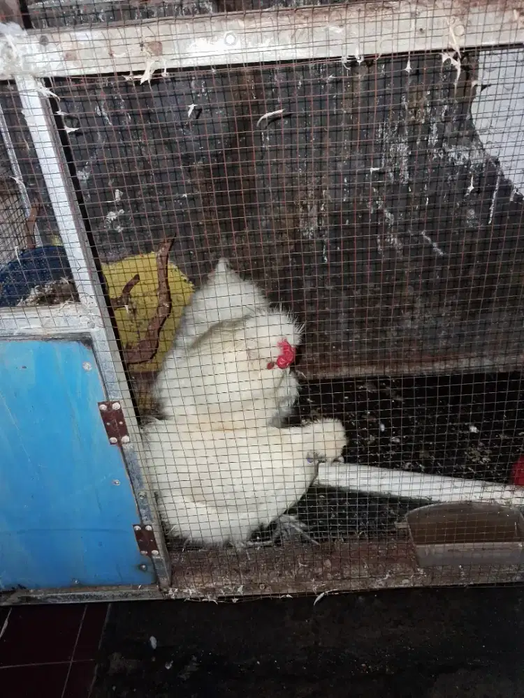 Ayam American Silkie Sepasang