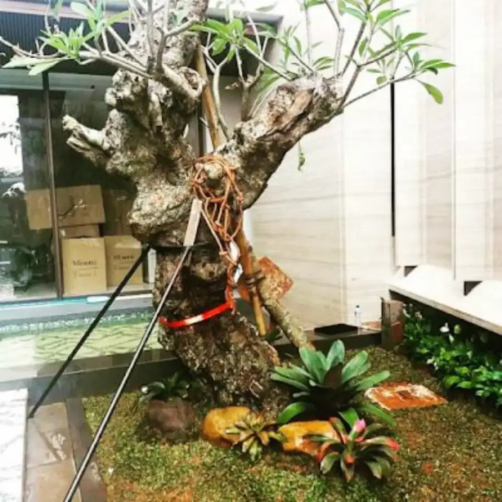 Pohon Kamboja fosil dll