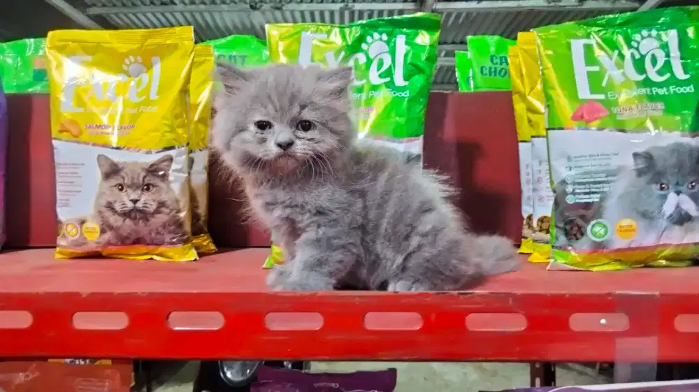 Anakan kucing Persia jantan