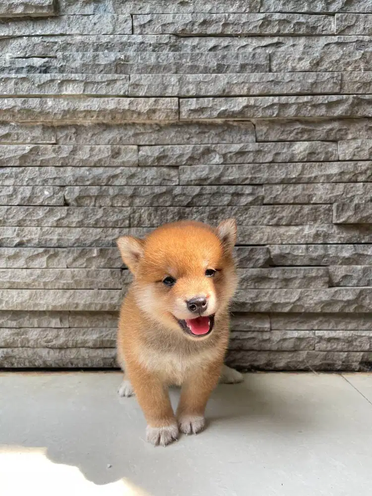 Jual Pipilabu Super Mini Mame Shiba Inu Red Male Superior Quality
