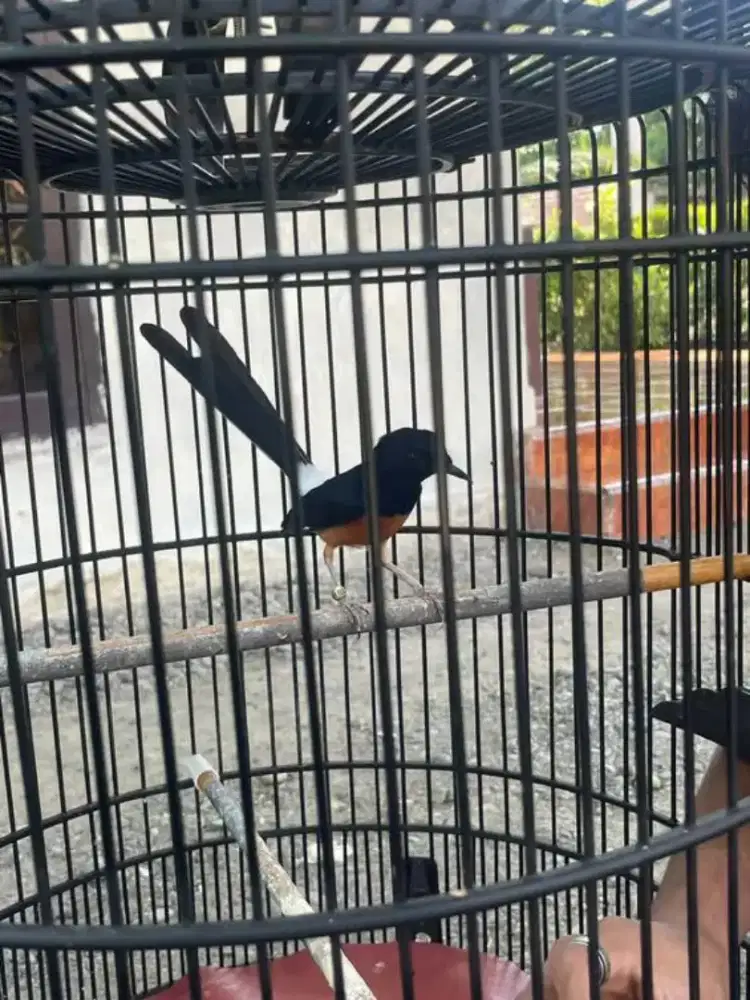 Jual murah2 brung murai usia 4 tahun...