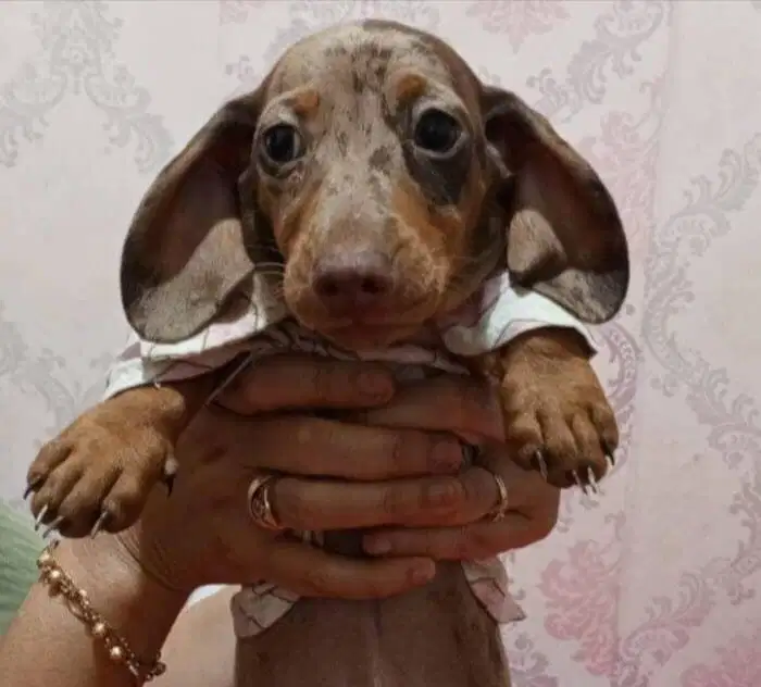 Miniature Dachschun ( Tekel )