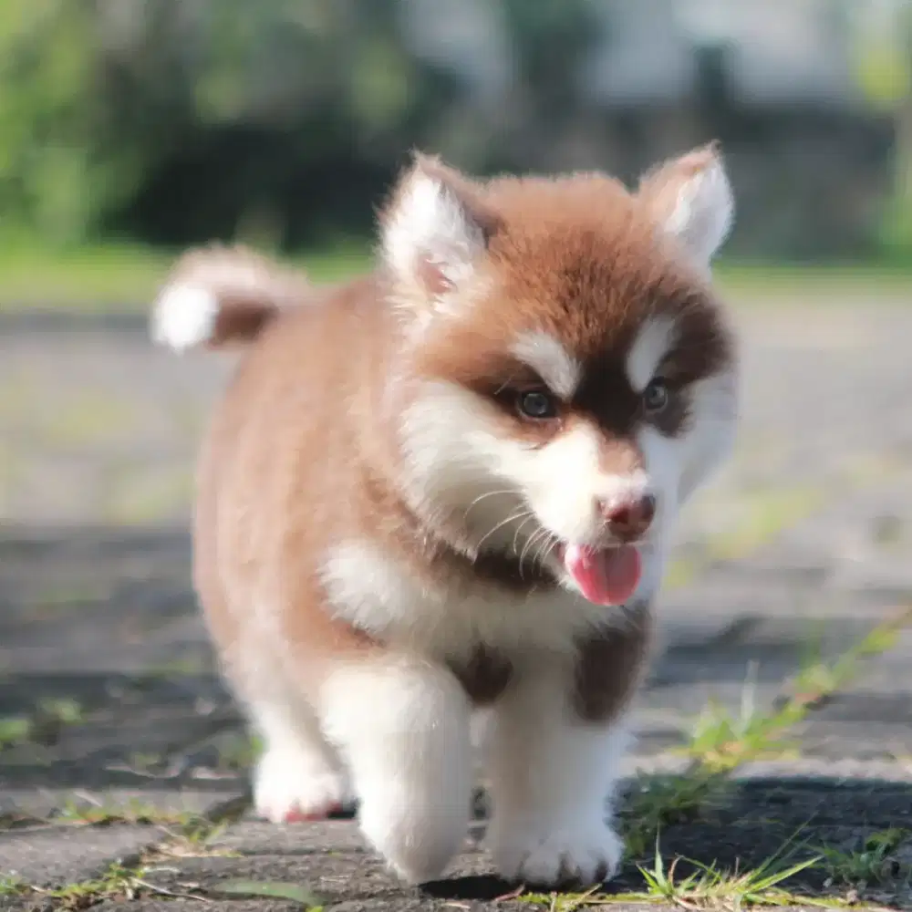 Puppy Alaskan Malamute Female