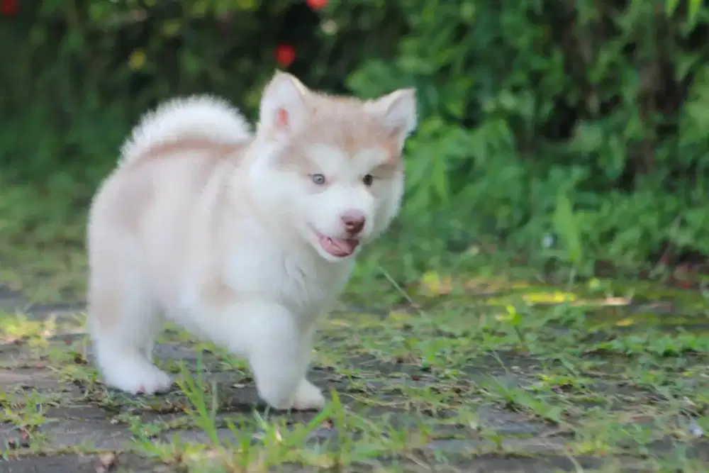 Alaskan Malamute Puppy