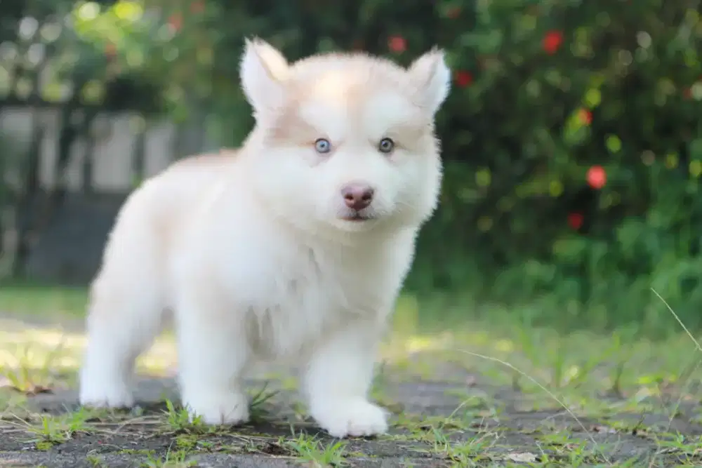 Alaskan Malamute Female Puppy