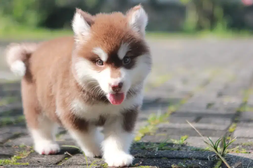Alaskan Malamute Puppy Betina