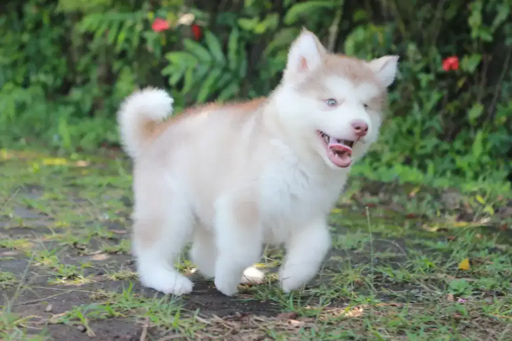 Open Booking Alaskan Malamute Puppy Betina