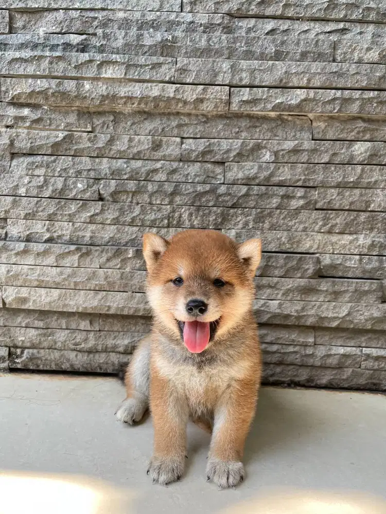 Jual Pikachu Mame Shiba Inu Red Male Superior Quality