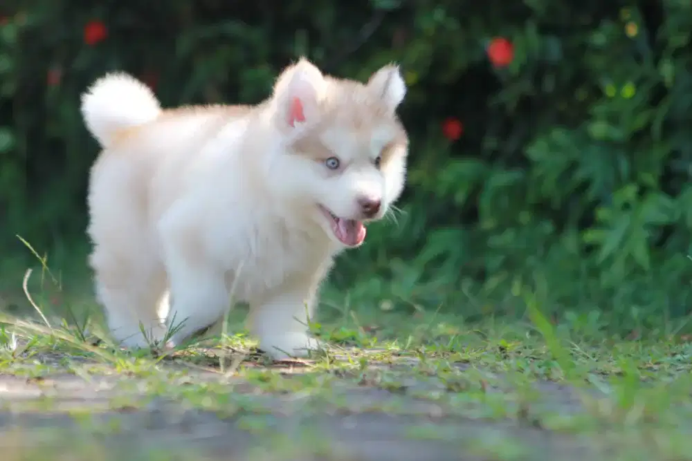 Alaskan Malamute Betina Puppy