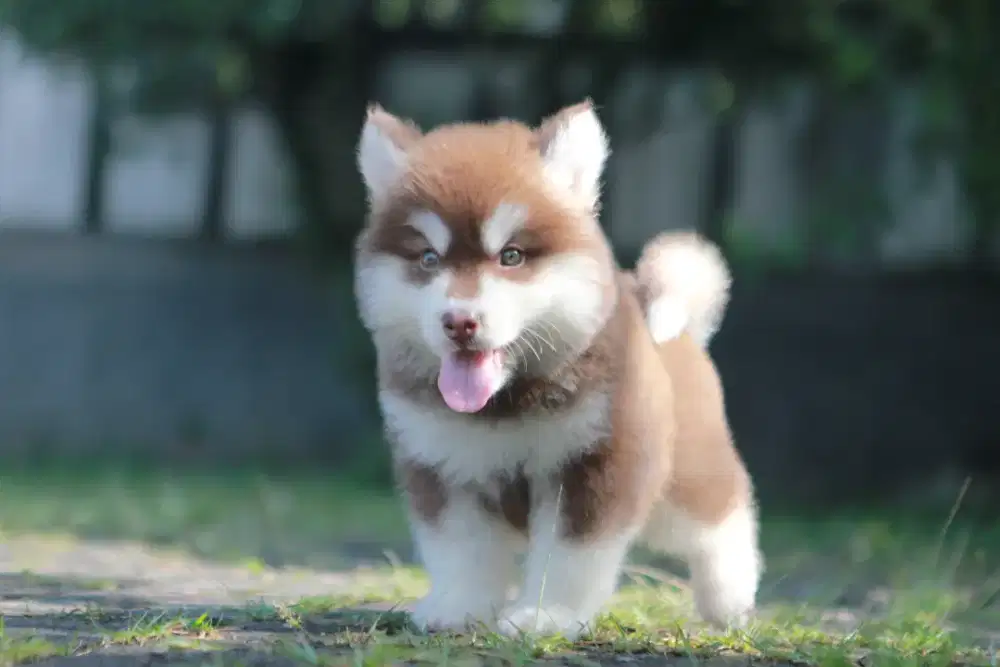 Puppy Alaskan Malamute Betina