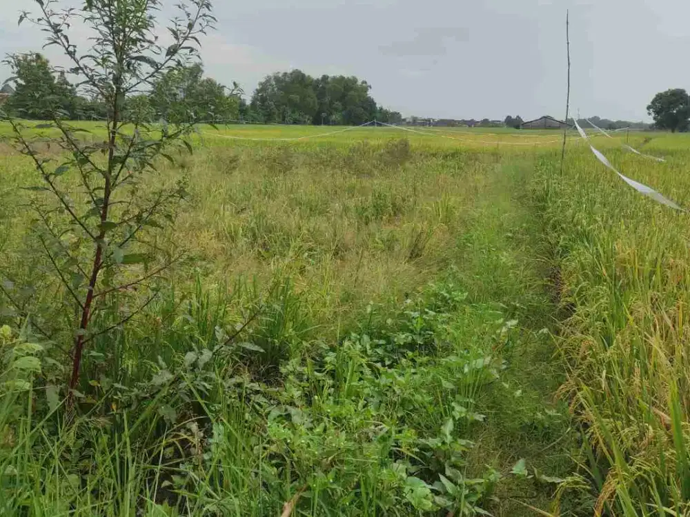 DI JUAL TANAH 
KEL. : BERU
KEC. : SARIREJO
KAB  : LAMONGAN