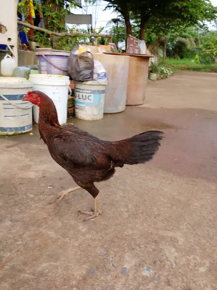 Babon pakoy cetak sudah satu kali produksi