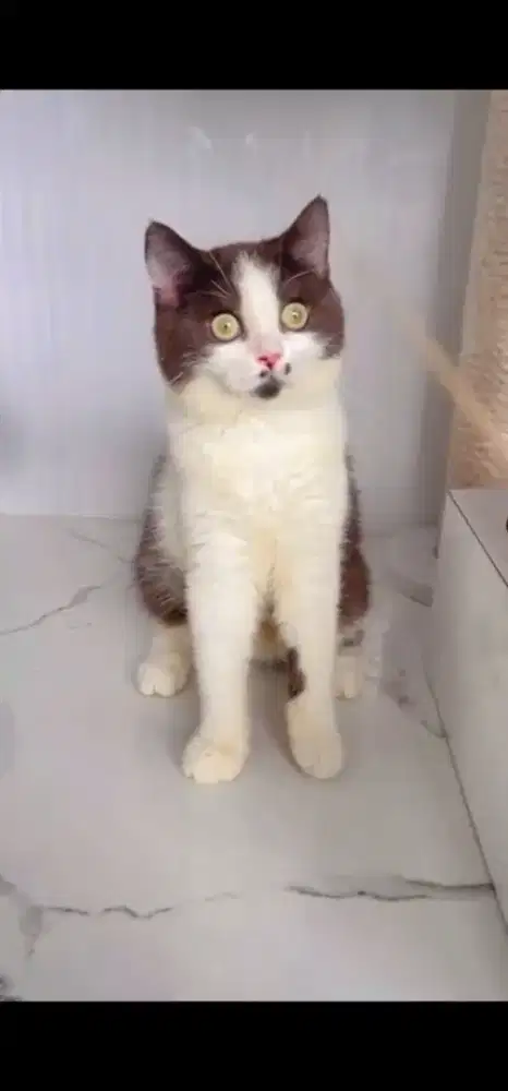 British shorthair coklat - BSH cinamon nonped BSH jantan