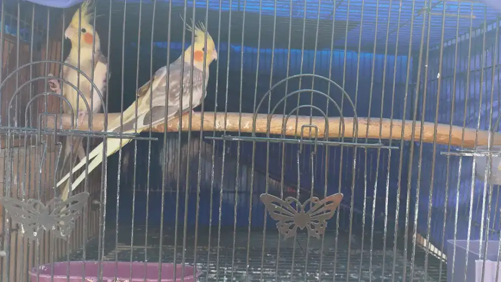 Cockatiel Pied (Falk)