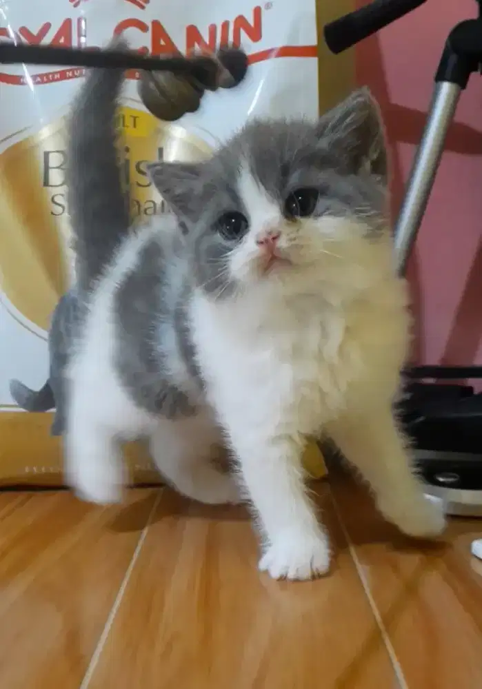 Open booking kitten BSH blue harlequin