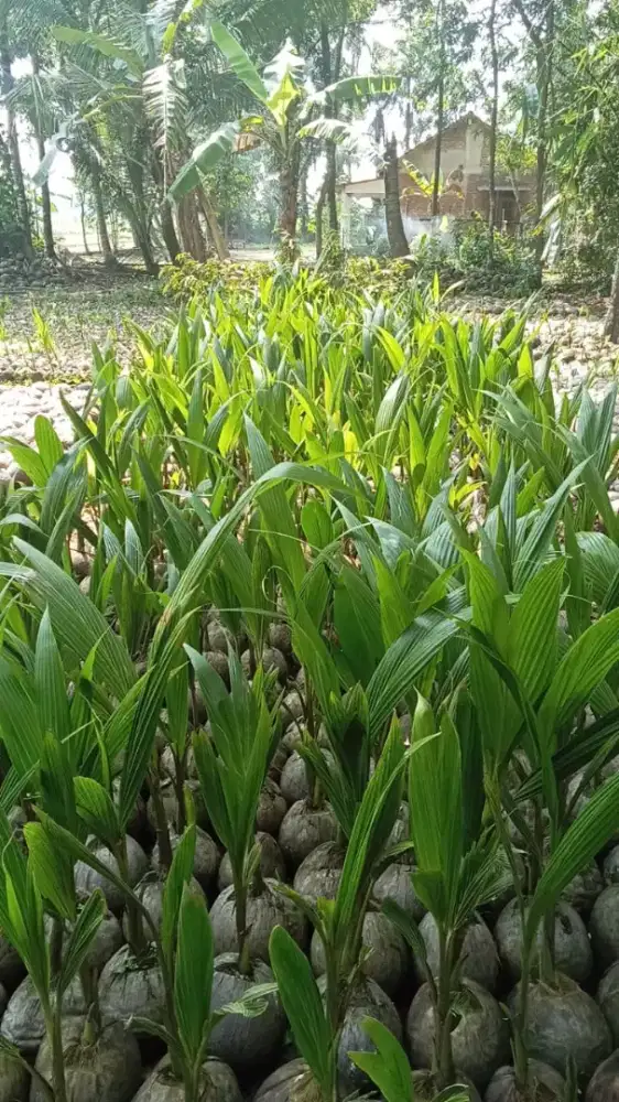 Bibit Kelapa Genjah Entok Asli Kebumen