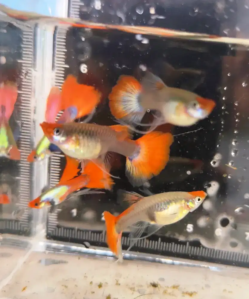 Ikan guppy PRTDE koi Ribbon