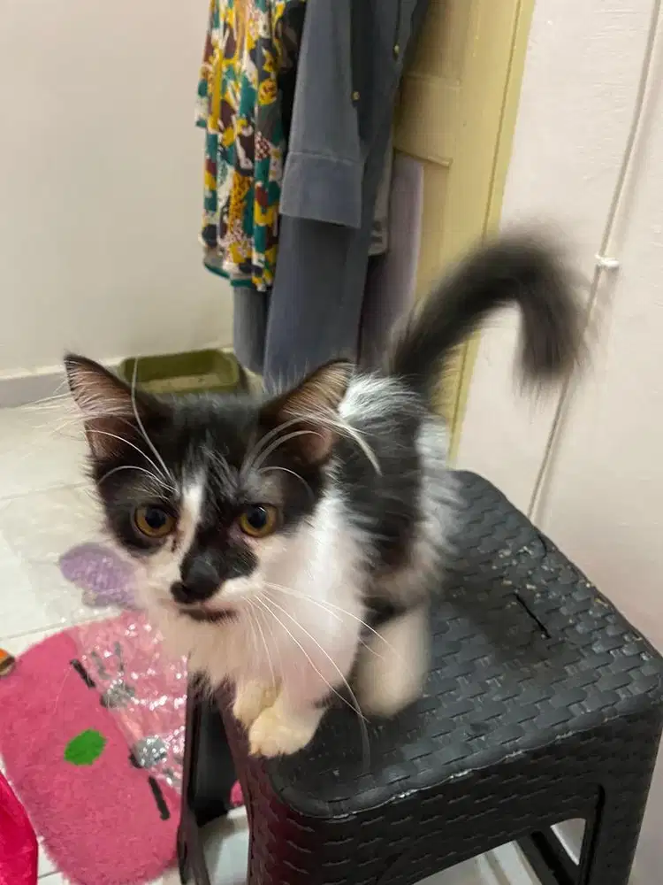 kucing jantan 7 bulan , pintar, makan lahap, pup pasir, lincah