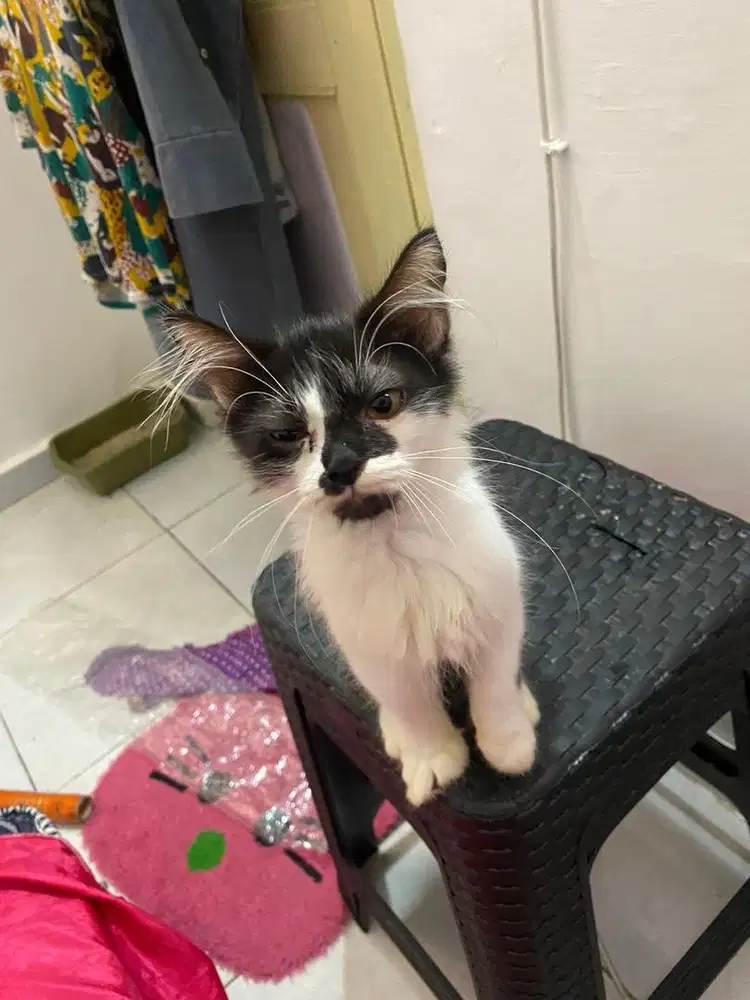 kucing jantan 7 bulan , pintar, makan lahap, pup pasir, lincah