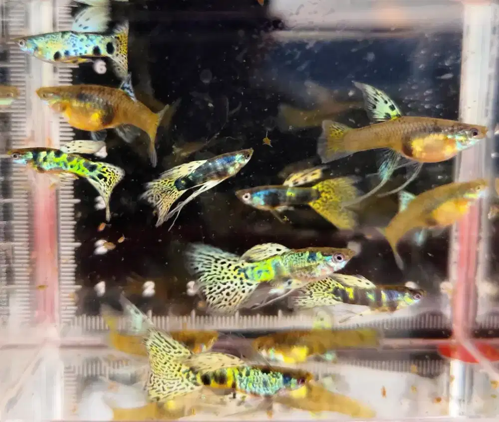 Ikan guppy yellow tiger king cobra YTKC sepasang